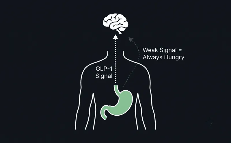Diagram showing the GLP-1 hormone signal pathway from stomach to brain, illustrating how a weak signal causes constant hunger