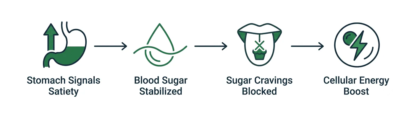 4-step diagram: Stomach signals satiety → Blood sugar stabilized → Sugar cravings blocked → Cellular energy boost